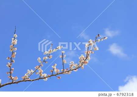 早春の晴天の空に咲く白梅の花の開花 早春の晴天の空に咲く白梅の花の開花 6792318