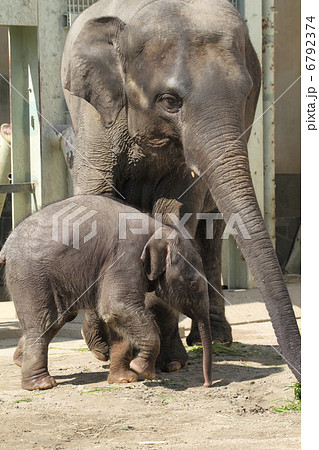 生後２ヶ月のアジアゾウの赤ちゃん 6792374