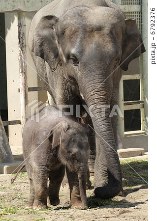 生後２ヶ月のアジアゾウの赤ちゃん 6792376