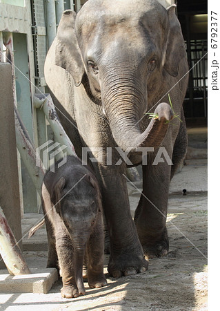 生後２ヶ月のアジアゾウの赤ちゃん 6792377