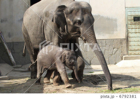 生後２ヶ月のアジアゾウの赤ちゃん 6792381