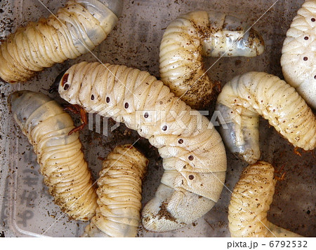 国産カブトムシの幼虫と外国産カブトムシの幼虫の写真素材