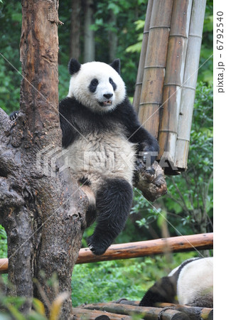 パンダ 6792540