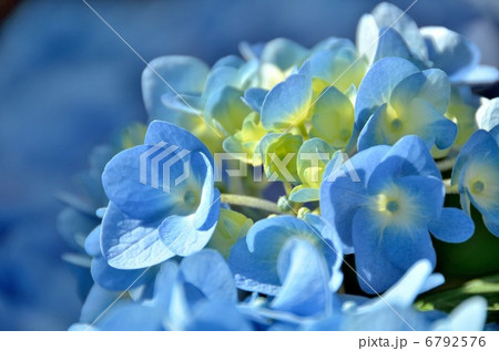 花 6792576