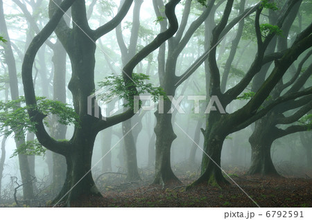 霧のブナ林 6792591