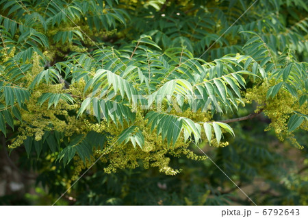 山黄櫨 ヤマハゼの花 山黄櫨 ヤマハゼの花 6792643