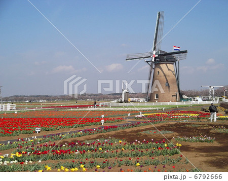 佐倉ふるさと広場・チューリップと風車 佐倉ふるさと広場・チューリップと風車 6792666