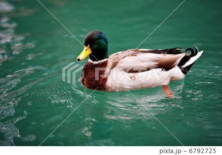 Mallard duck on the lake 6792725