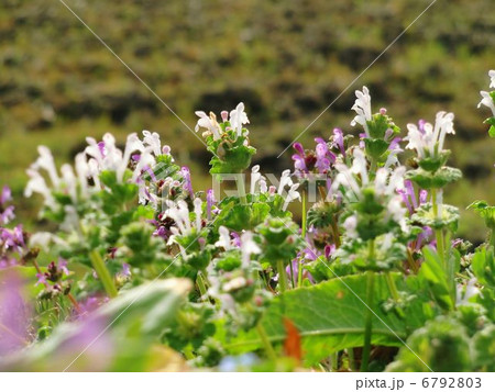 シロバナホトケノザ 6792803