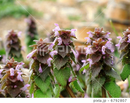 ヒメオドリコソウ 6792807