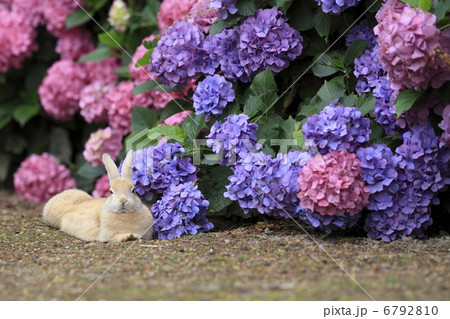 うさぎ 6792810