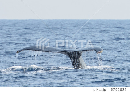 クジラ　沖縄 6792825