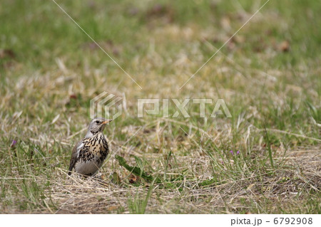 ノハラツグミ 6792908