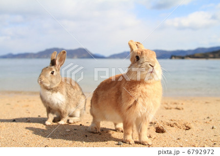 うさぎ 6792972