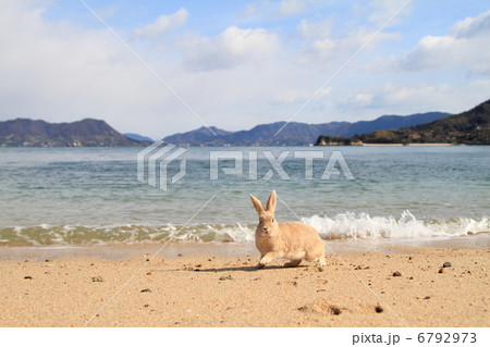 うさぎ 6792973