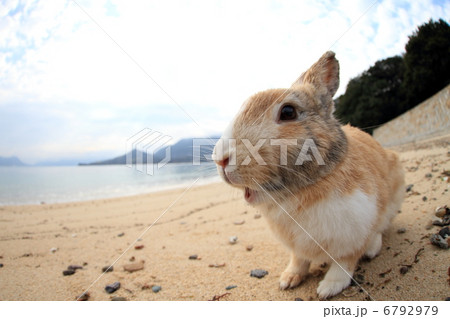 うさぎ うさぎ 6792979