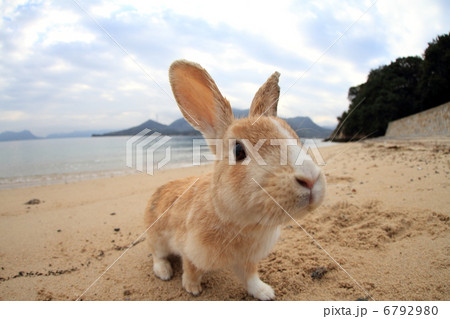 うさぎ 6792980