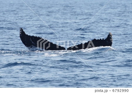 クジラ 沖縄 クジラ 沖縄 6792990
