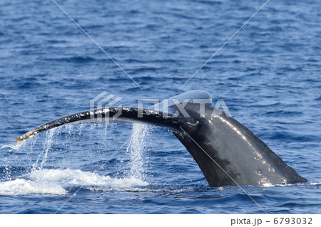 クジラ　沖縄 6793032