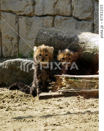 チータ兄弟 チータ兄弟 6793205