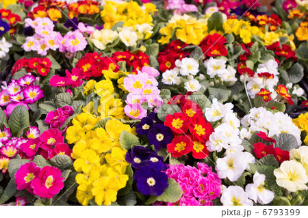 プリムラの花 6793399