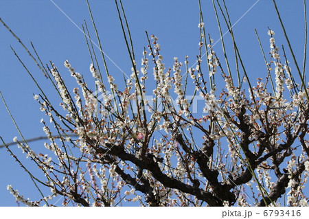 梅　冬至 6793416