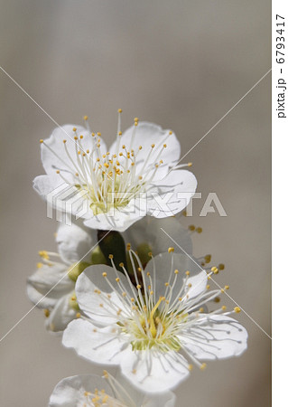 梅　緑萼 6793417