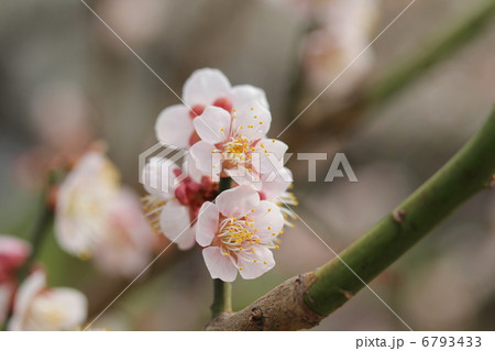 梅　鶯宿 6793433