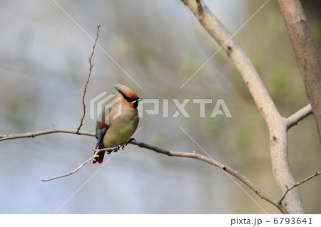 ヒレンジャク 6793641