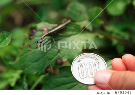 ヒナカマキリ ヒナカマキリ 6793645