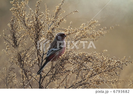 逆光のベニマシコ雄 逆光のベニマシコ雄 6793682