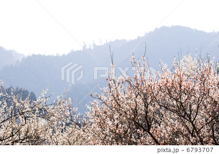 春霞 春霞 6793707