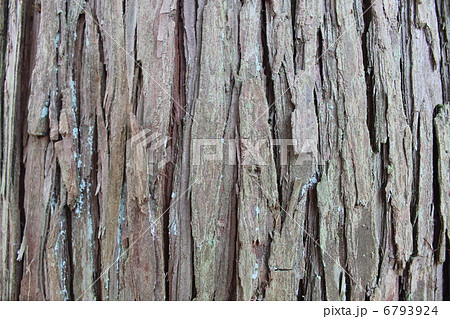 杉の木 6793924
