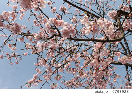 梅　豊後 6793928