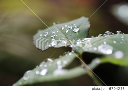 薔薇の葉の雨滴 6794253