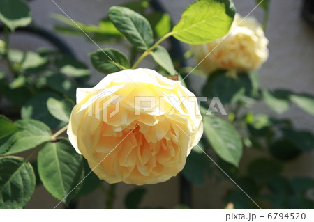 黄色い薔薇グラハムトーマス〜３ 6794520