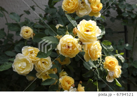 群れて咲く黄色い薔薇グラハムトーマス 6794521