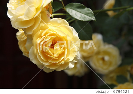 黄色い薔薇グラハムトーマス〜１ 6794522