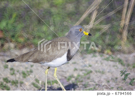 \早春の水田に餌を探すケリ (横位置) \早春の水田に餌を探すケリ (横位置) 6794566