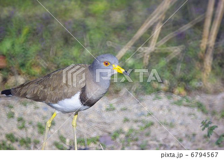 \早春の水田に餌を探すケリ　(横位置） 6794567
