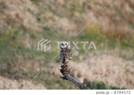 コミミズク 6794572