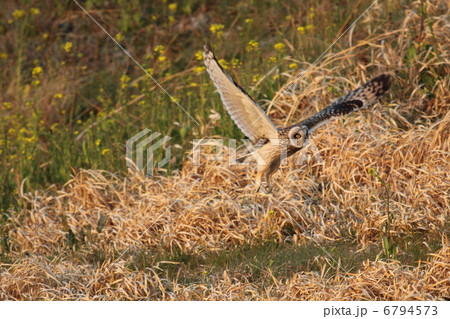 コミミズク 6794573