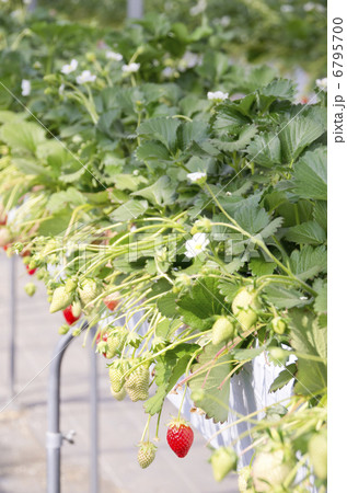 イチゴ狩り 6795700