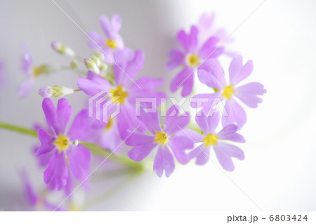 サクラソウ サクラソウ 6803424