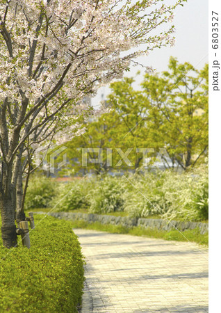 桜の並木道 桜の並木道 6803527