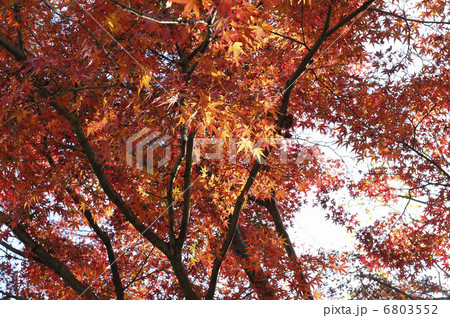 紅葉 6803552