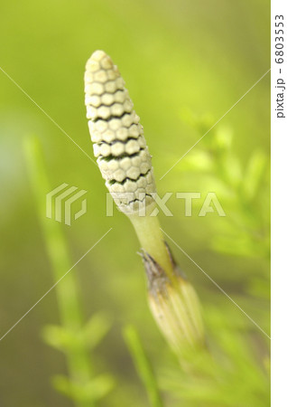 土筆とスギナ 6803553