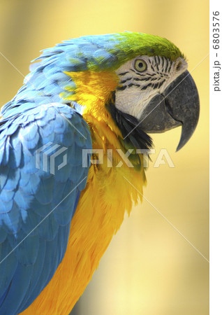 インコ インコ 6803576