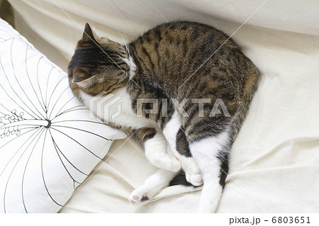 ソファでくつろぐ猫 6803651
