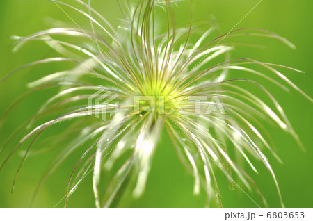 オキナグサ 6803653